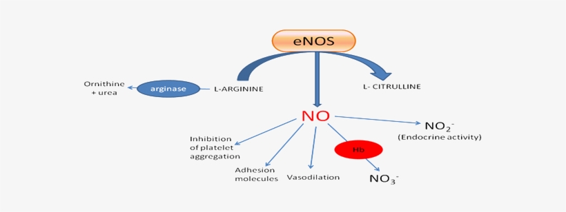 Dysregulation Of The No Homeostasis Can Occur At Several - Citrulline To No Pathway, transparent png download