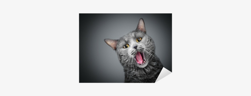 Cat And Milk, transparent png download