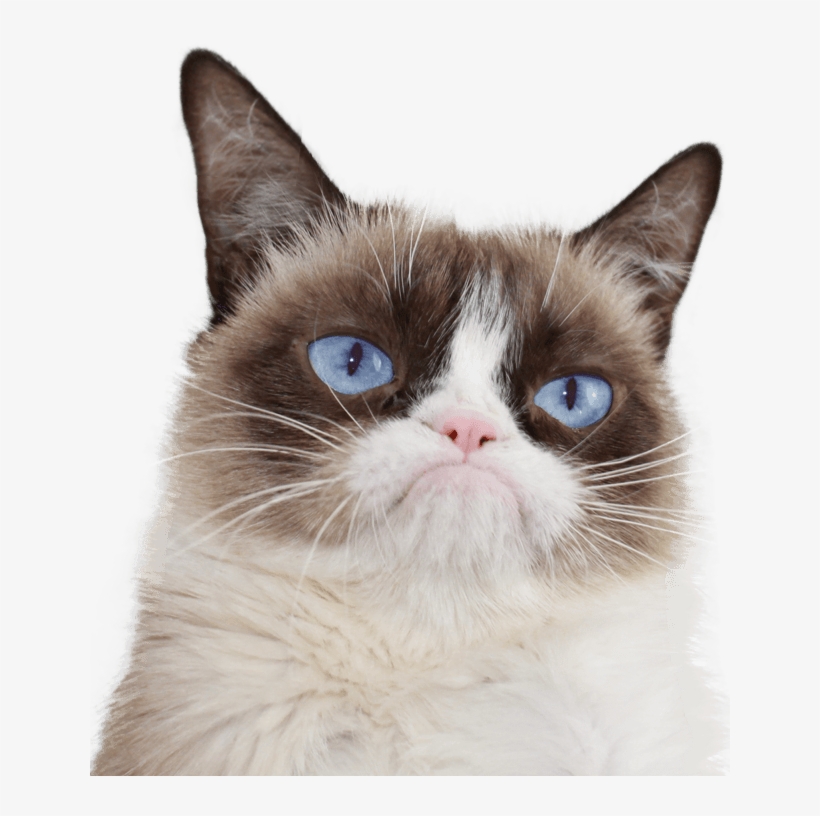 Hach Nee, Wat Süß Und Teuer - Go Away Cat Poster, transparent png download