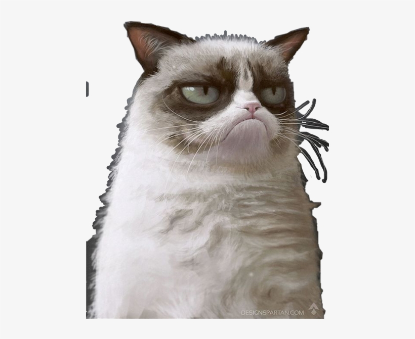Cat, transparent png download