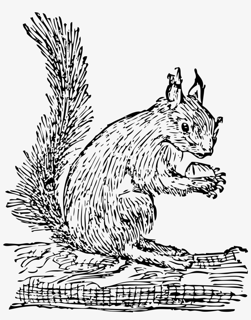 347 Gray Squirrel Stock Vector Illustration And Royalty - Squirrel Clip Art, transparent png download