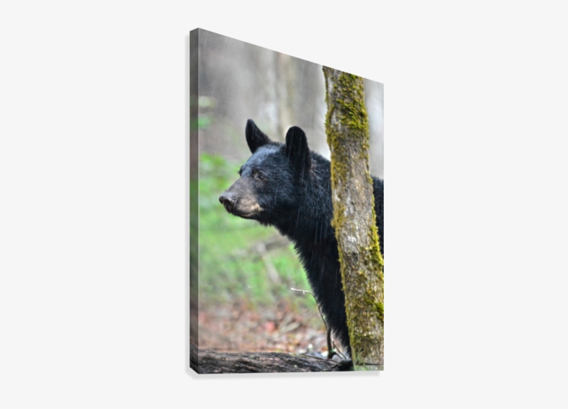 224-bear Face Canvas Print - American Black Bear, transparent png download