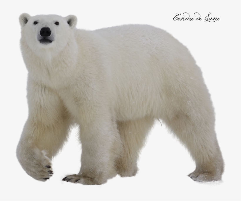 60 Best Polar Images - Polar Bear Png, transparent png download