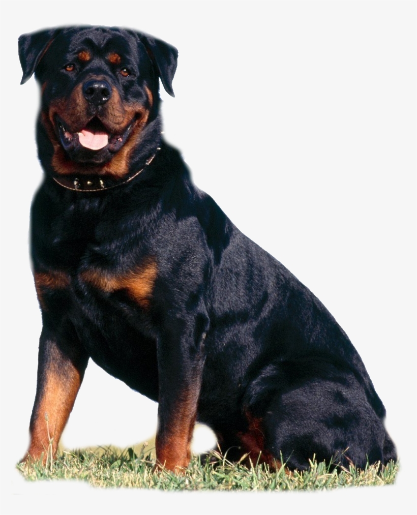 Beautiful Rottweiler Rottweiler 13379022 1280 960 - Worls Most Powerful Dogs, transparent png download