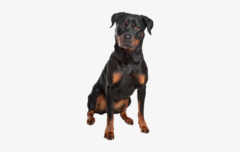 Beds And Collars For Rottweilers - Rottweiler Transparent, transparent png download