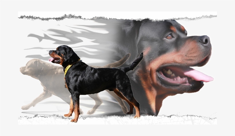 Rottweiler Breeders In Maryland,virginia, Washington - Dog, transparent png download
