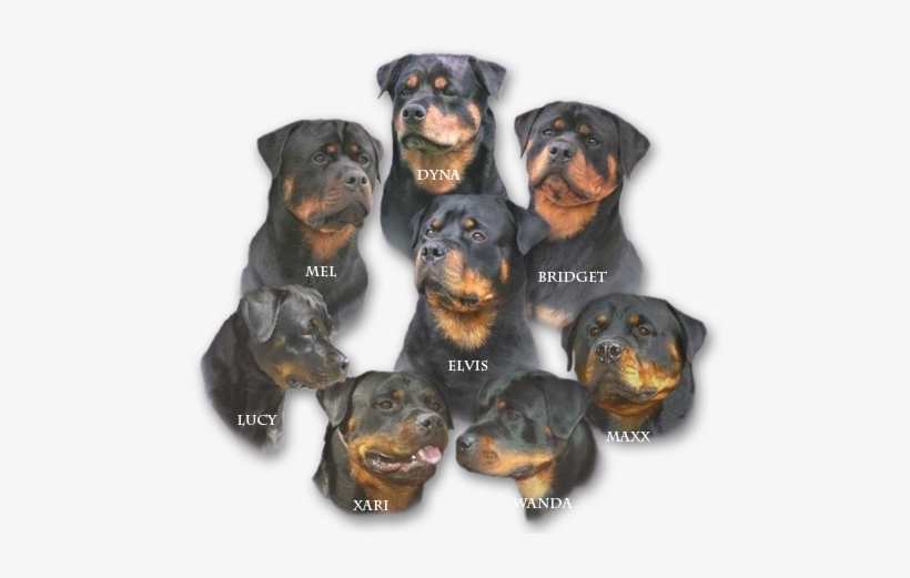 Falcon Crest Rottweilers - Rottweiler, transparent png download