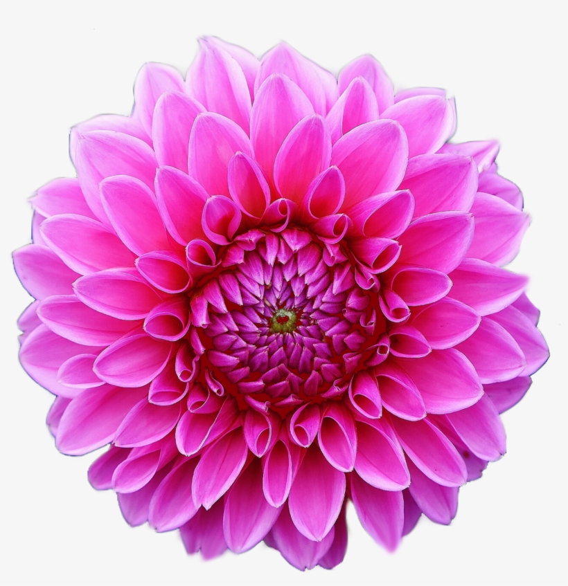 Clip Art Image Of A Pink Dahlia Flower In Full Bloom - Blank Sketchbook.: Glossy & Soft Cover, White Blank, transparent png download