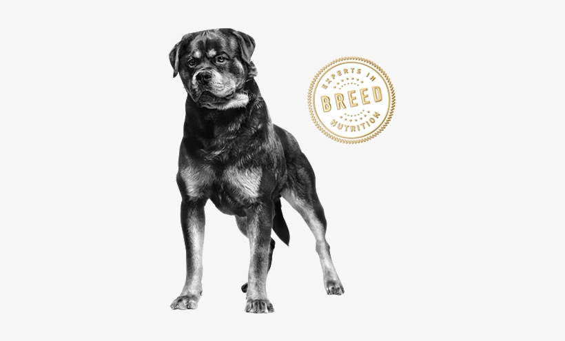 Rottweiler - Le Chien Arabe, transparent png download