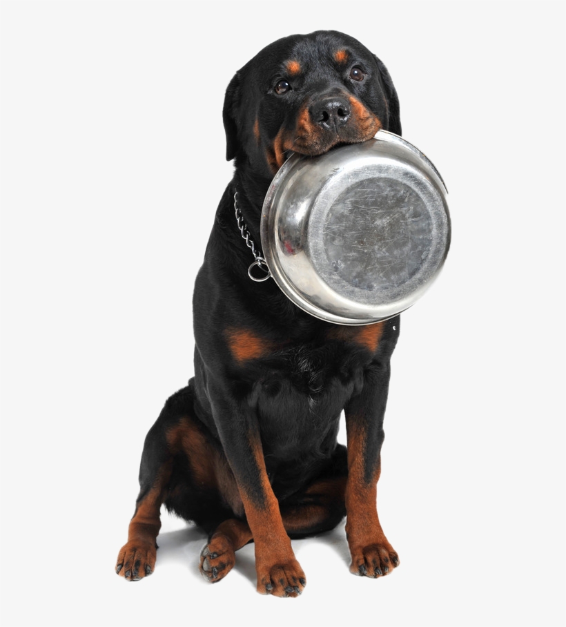 Ciotola Cane Png - Rottweilers Eating Food, transparent png download