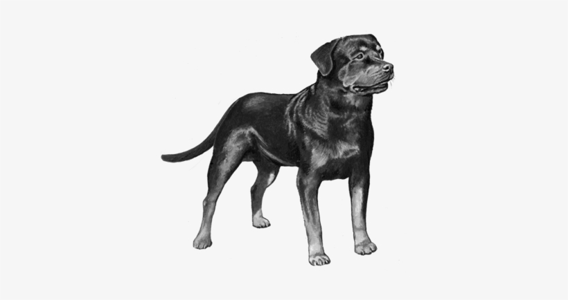 Rottweiler - B&w - Origin Of Rottweiler Dogs, transparent png download