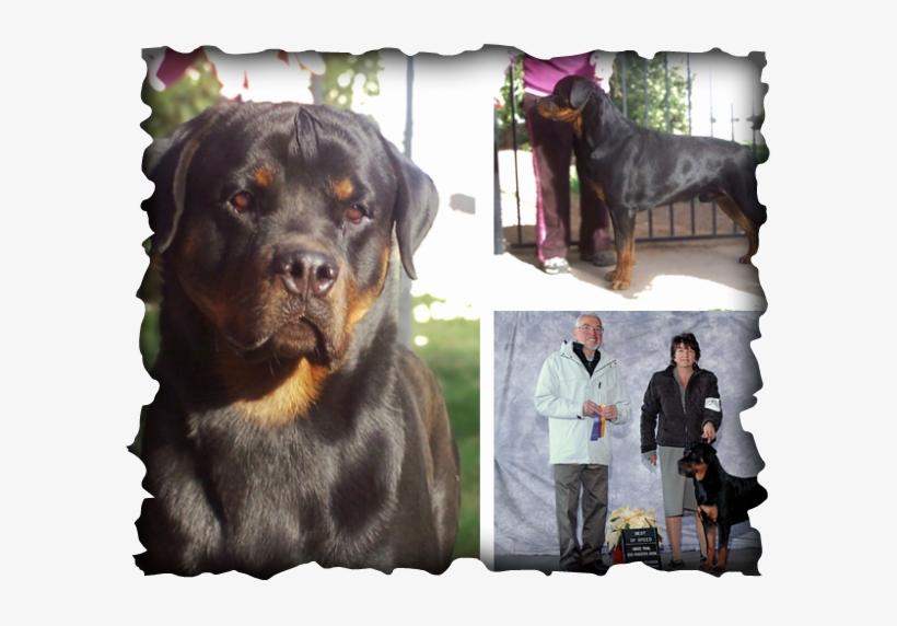 Loma Rottweilers - Ayungon Nhs, transparent png download