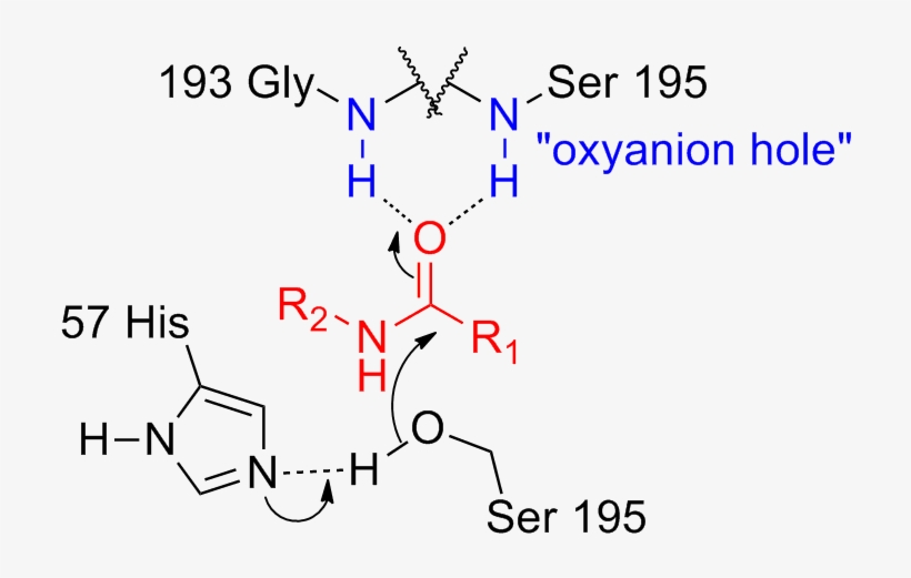 Serine Protease Oxyanion Hole - Oxyanion Hole, transparent png download