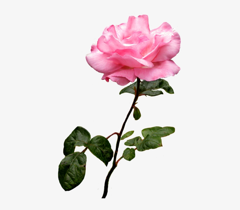 Pink Wild Rose Clip Art - Pink Rose Transparent Background, transparent png download