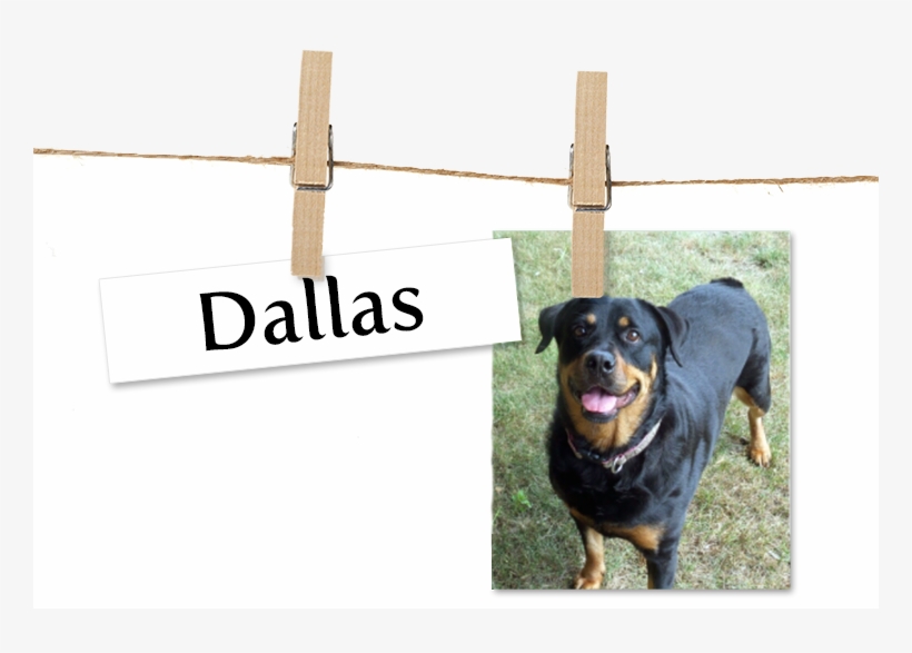 Companion Dog, transparent png download