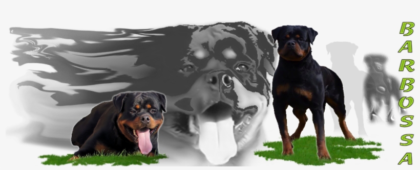 Dobermann, transparent png download