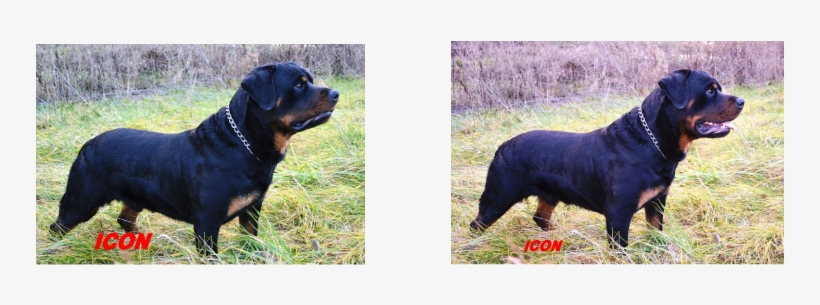 Icon Is A Pure-bred German Rottweiler With A Nice Headpiece - Rottweiler, transparent png download
