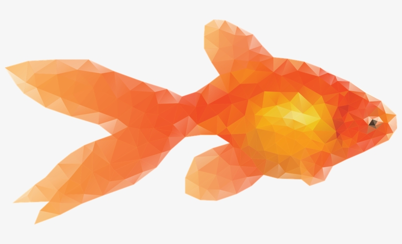 Goldfish Fish Pets Goldfish Goldfish Goldf - Goldfish Graphic, transparent png download