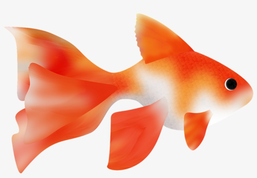 Fish,fish - Fish, transparent png download