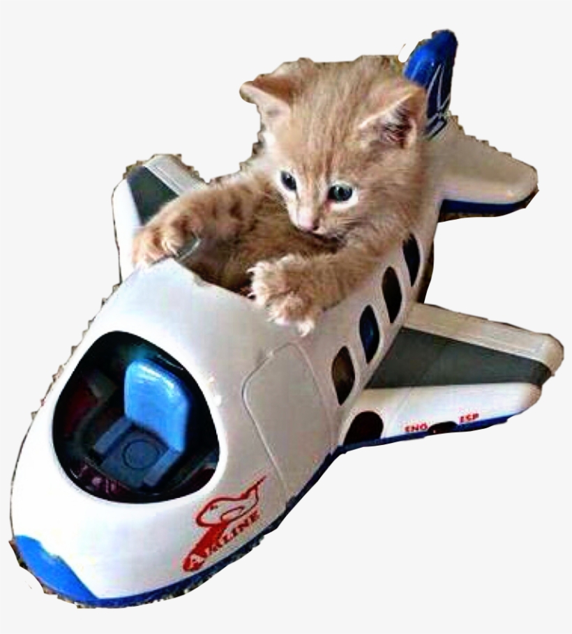 Kitty Kitten Toy Plane Airplane Aeroplane Freetoedit - Cat In Toy Airplane, transparent png download