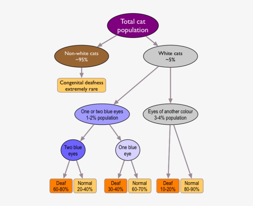 What Is The Risk Of Deafness In A White Cat - White Cats Rare, transparent png download