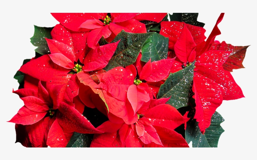 Poinsettia Fundraiser - Poinsettia Plant, transparent png download