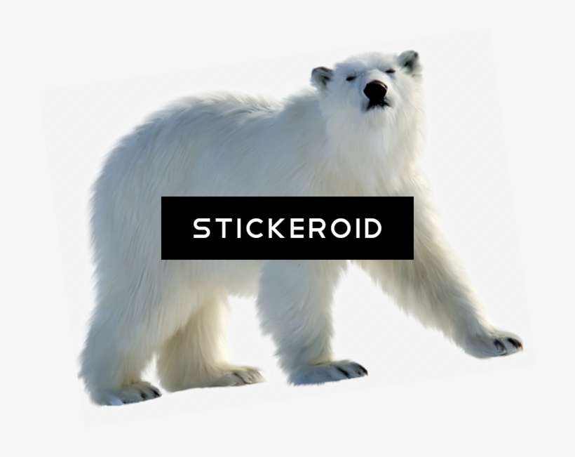 Polar White Bear - Polar Bear, transparent png download