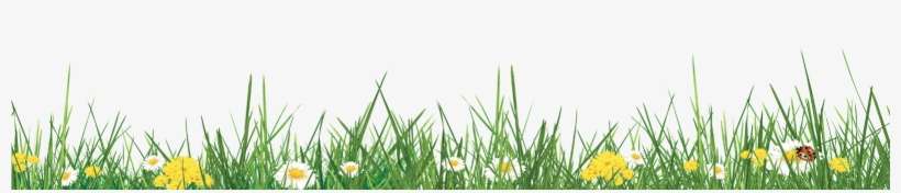 Grass, transparent png download