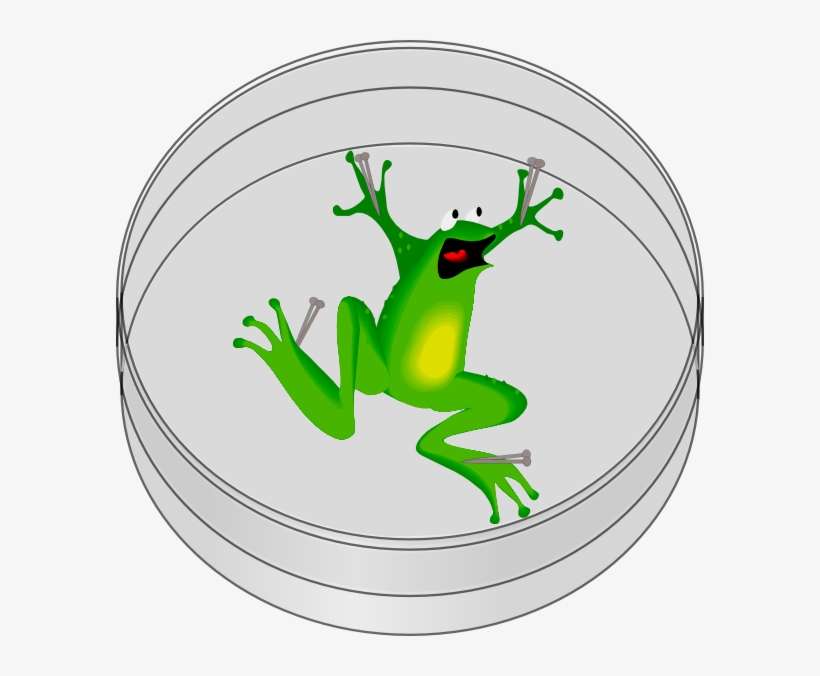 Ugly Frog Clipart Png, transparent png download