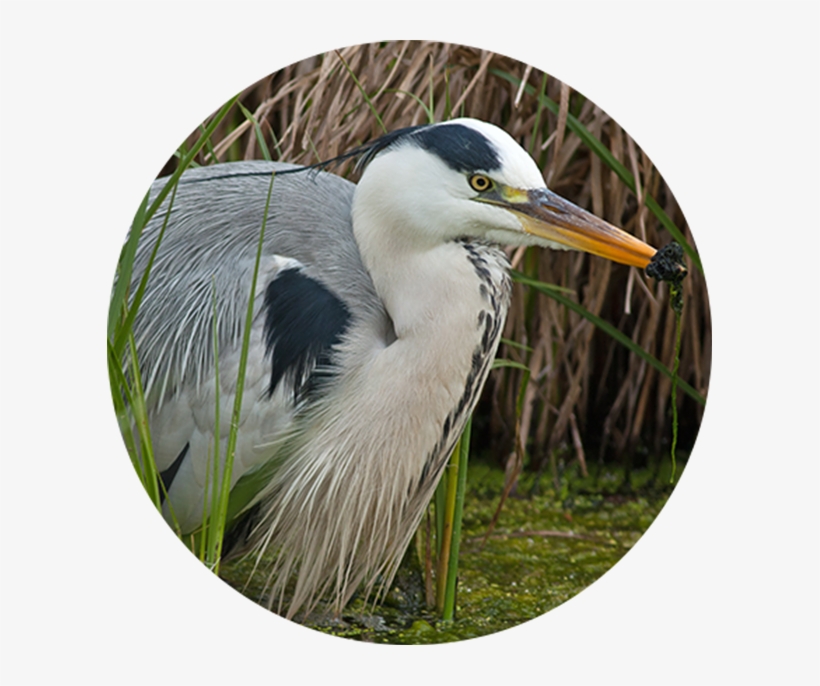 Reed Beds Provide Food And Nesting For The Little Bittern, - Heron, transparent png download