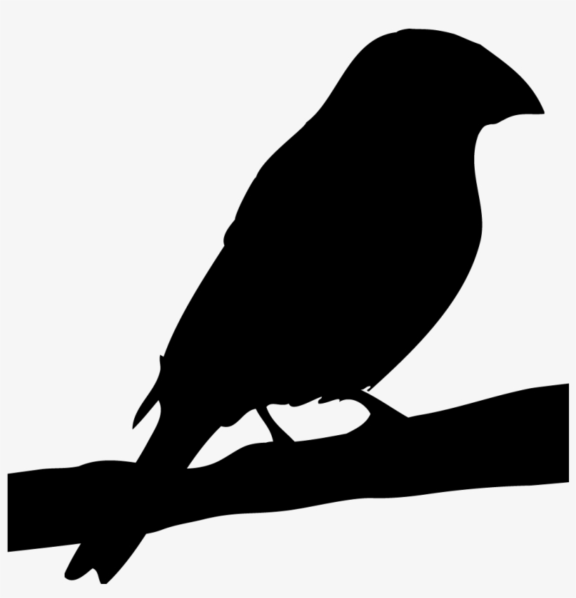Browse By Shape, All About Birds, Cornell Lab Of Ornithology, transparent png download