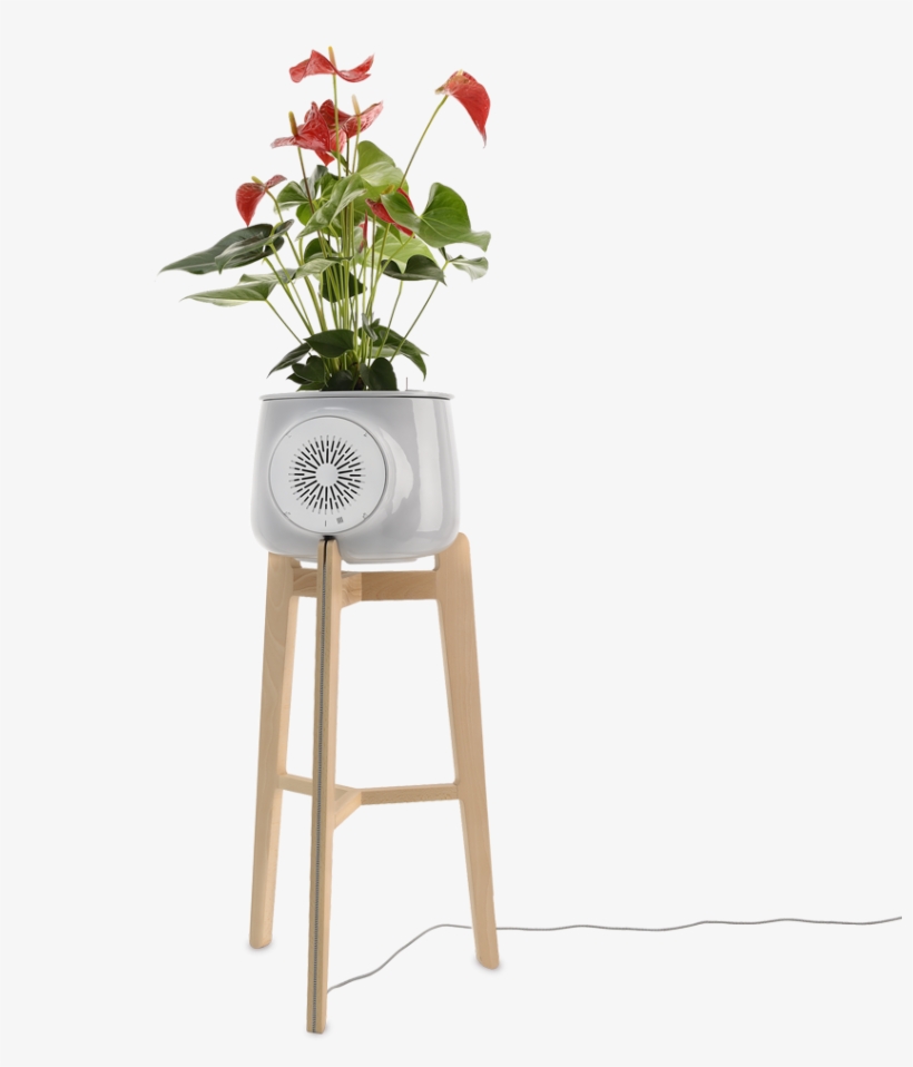 Clairy Nature Tripod - Poinsettia, transparent png download