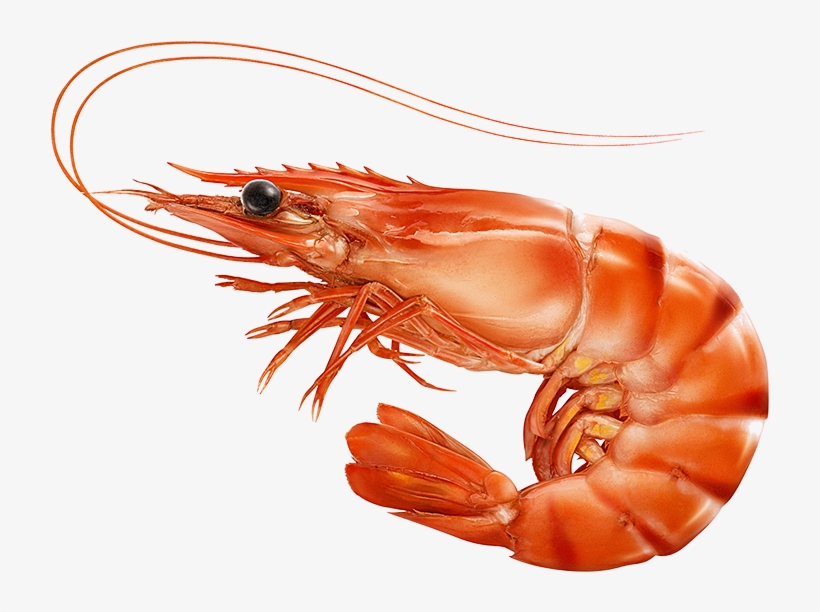 Step 1 What's Your Catch - Prawn Shutterstock, transparent png download