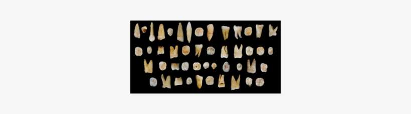 Can 100,000 Year Old Teeth Change Human History - Found A Tooth On The Beach, transparent png download