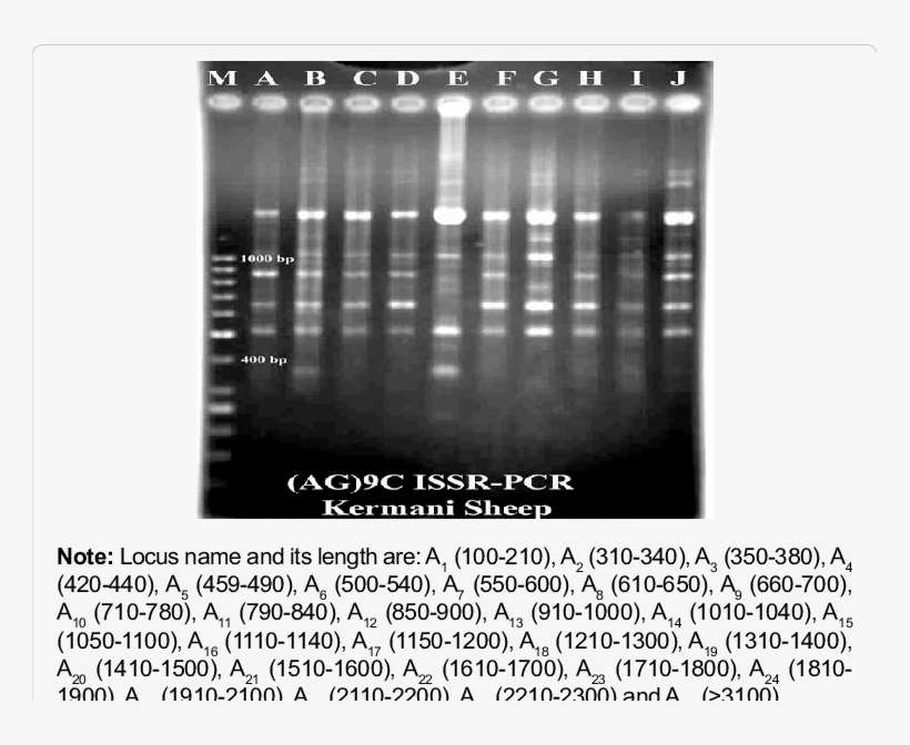 Issr Marker Profiles Of 10 Sheep Generated By 9c Primer - Poster, transparent png download