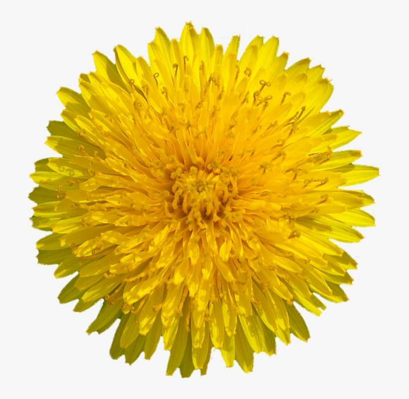 Yellow Dandelion Png Transparent Image - Gerbera Flowers Yellow, transparent png download