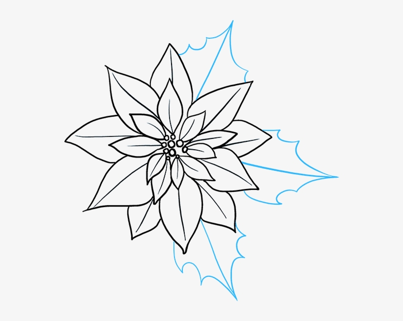 How To Draw Poinsettia - Poinsettia Drawing, transparent png download