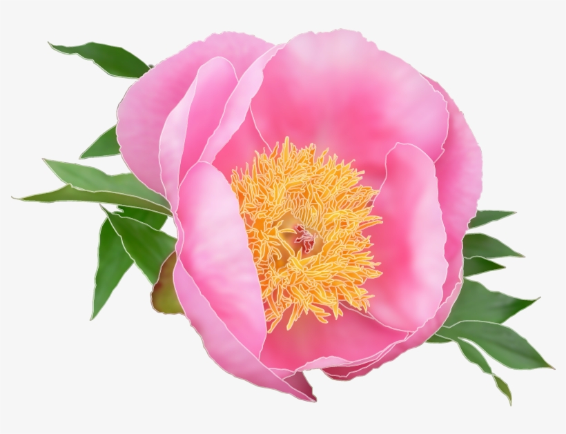 E-commerce Logo Design For A Company In United States - Common Peony, transparent png download