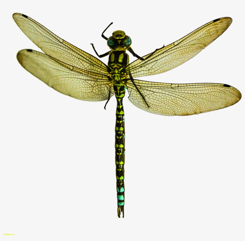 A Dragonfly Insect Wing Pterygota What Is - Dragonfly Png, transparent png download
