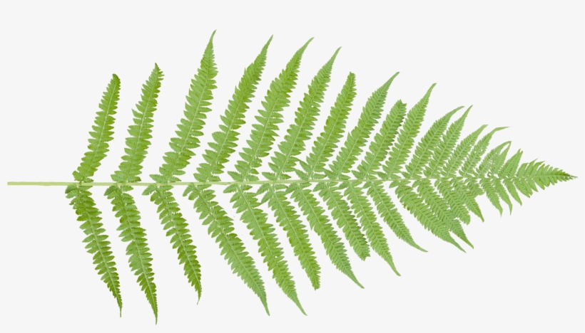 Our Wedding Fern Reverse - Wooded Bead Earth Toned Necklace, transparent png download