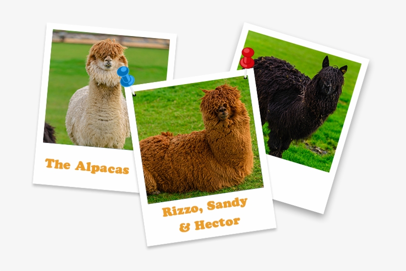 Our Open Farm Is Home To Over 20 Different Animals - Llama, transparent png download