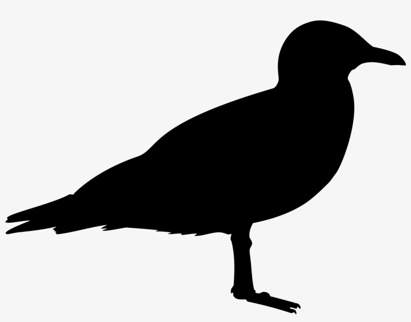 Open - Black Bird, transparent png download