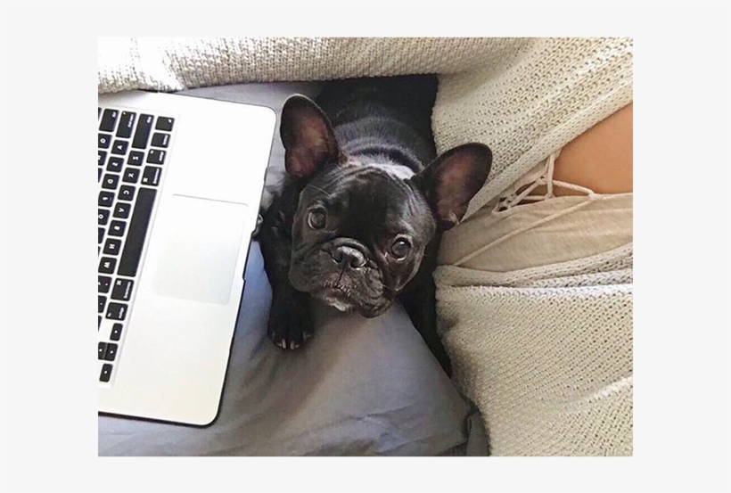 Simonethefrenchie Girls Just Wanna Have Fun Ya Know - French Bulldog, transparent png download