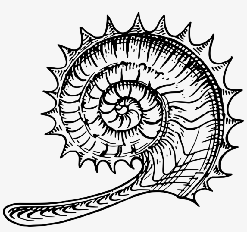 Clip Art Stock Ammonites Fossil Nautilidae Seashell - Ammonites Clip Art, transparent png download