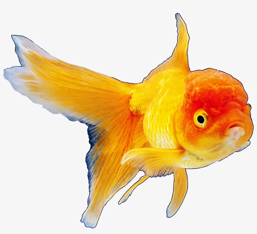 realistic goldfish png clipart best web clipart fish png image transparent png free download on seekpng realistic goldfish png clipart best web