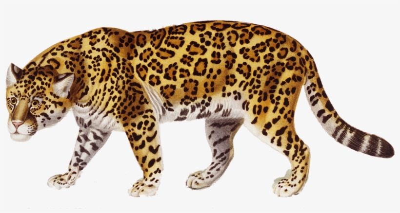 Claw Scratch Clipart Jaguar - Jaguar Png, transparent png download