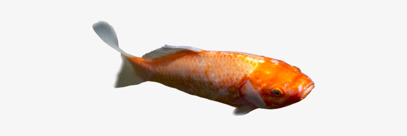 A Bright Orange Giant Goldfish Swimming Forward And - Koi Pond, transparent png download