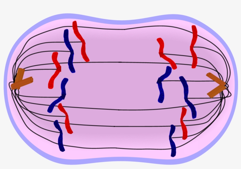 Freeuse Stock Edupic Cell Drawings Of - Cell Anaphase, transparent png download