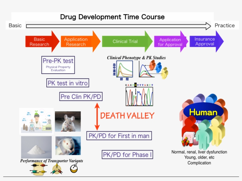 Drug Development Time Course - Research Institute PNG Image ...
