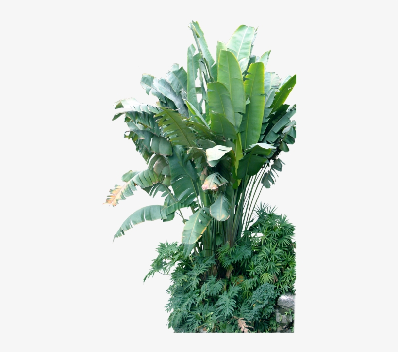 Tubes Arbres Feuilles Branches - Banana Tree Images Png, transparent png download